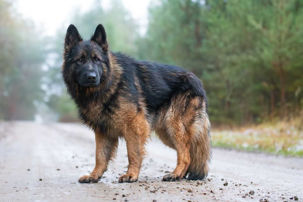 VOTAN - piękny, spokojny owczarkowy jegomość