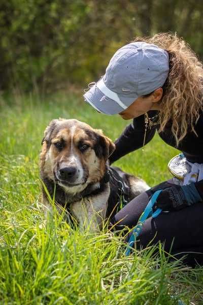 Przyjazny łagodny Baloo szuka domku