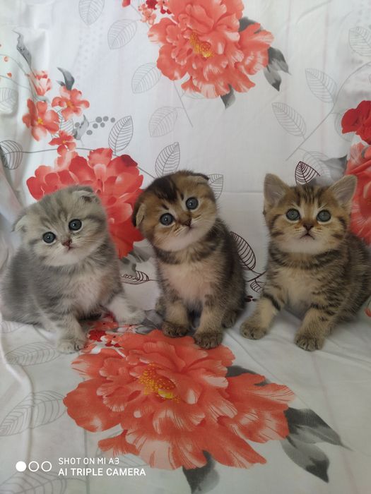 Кіт  запрошує на в'язку .