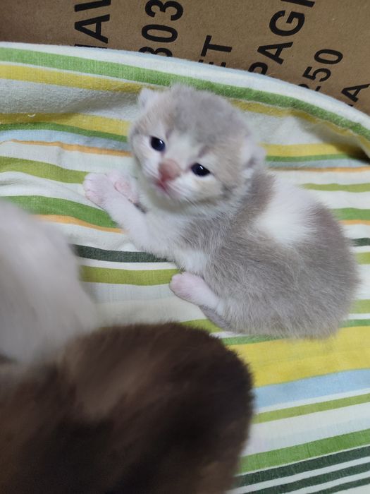 Кошенята до бронювання