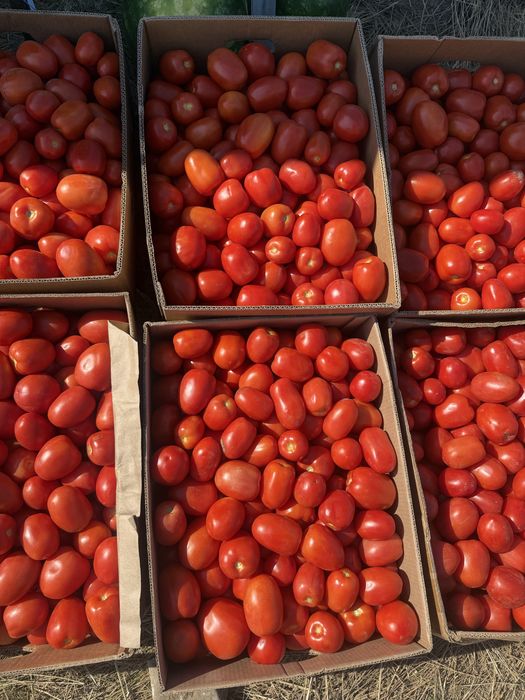 Продам польову помідору