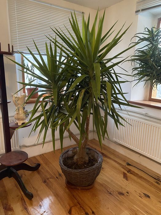 Кімнатна юкка 2м