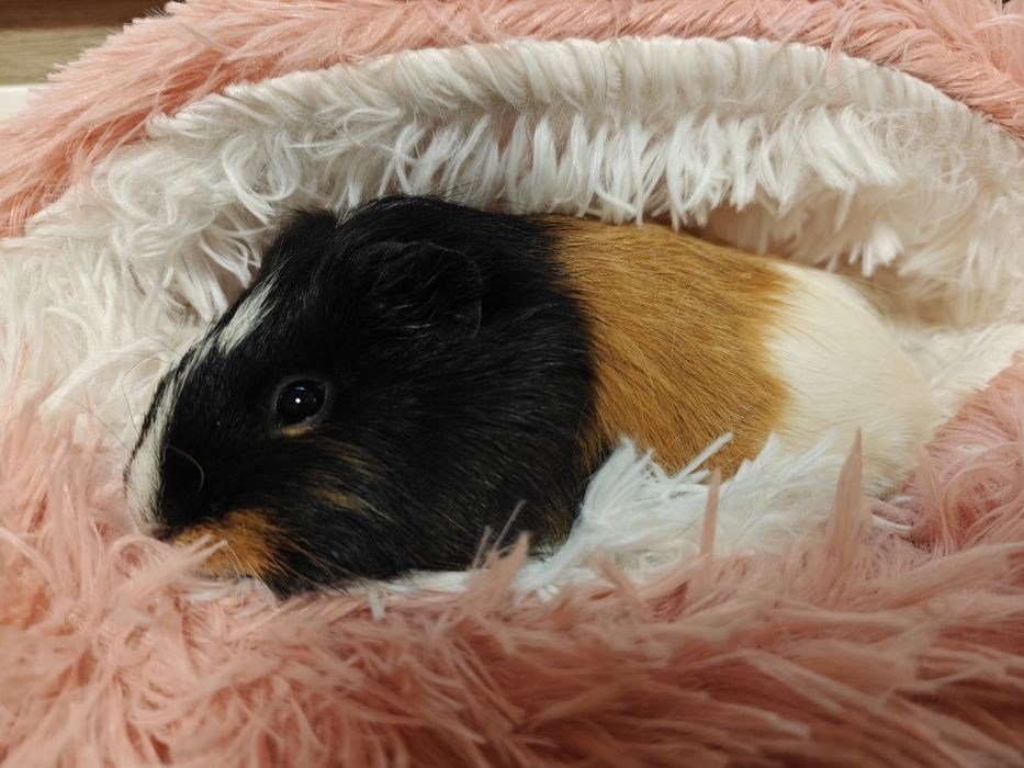 Świnki morskie samice