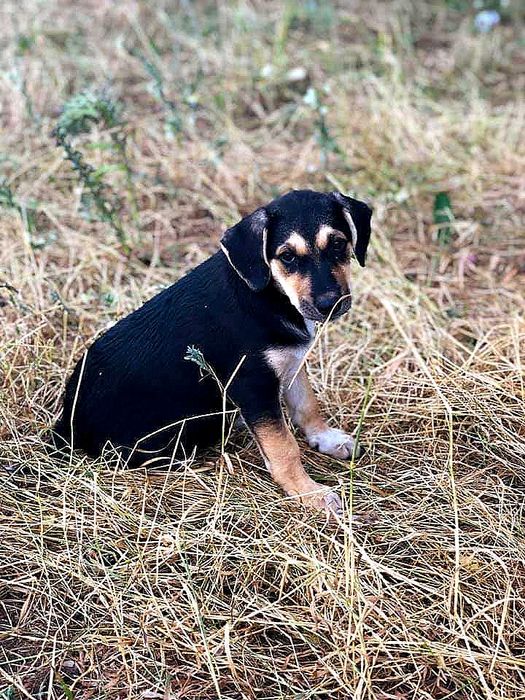 Супер класні цуценята в добрі руки!