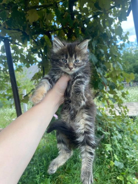 Кошенята чекають на сімʼю