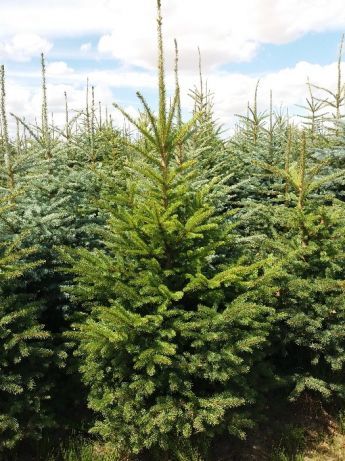 Choinka świąteczna