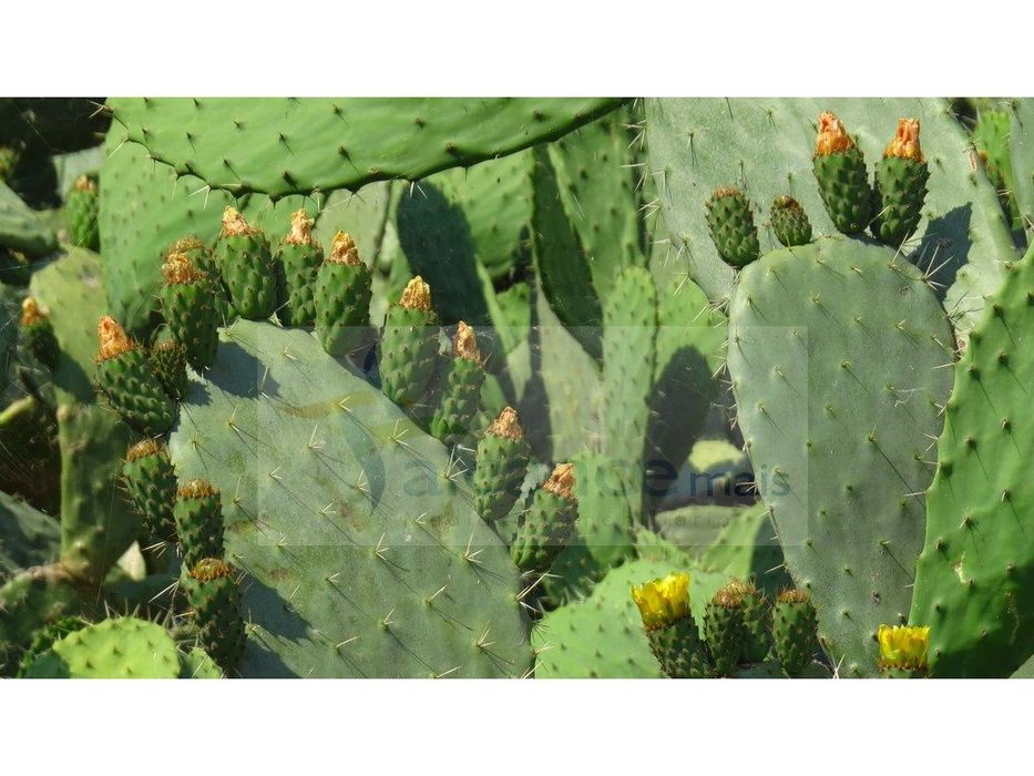 Propriedade com 24 Hectares I Potencial de investimento - PLANTAÇÃO...