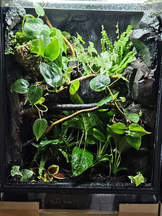 Terrarium tropikalne 40x40x60 gekon orzęsiony