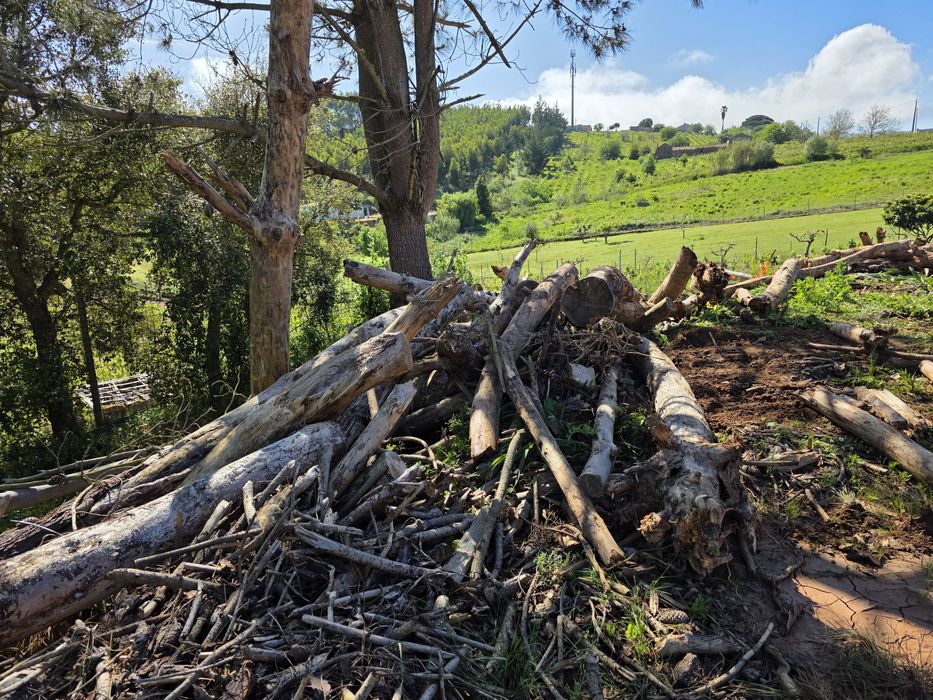 Dou lenha a quem quizer vir buscar