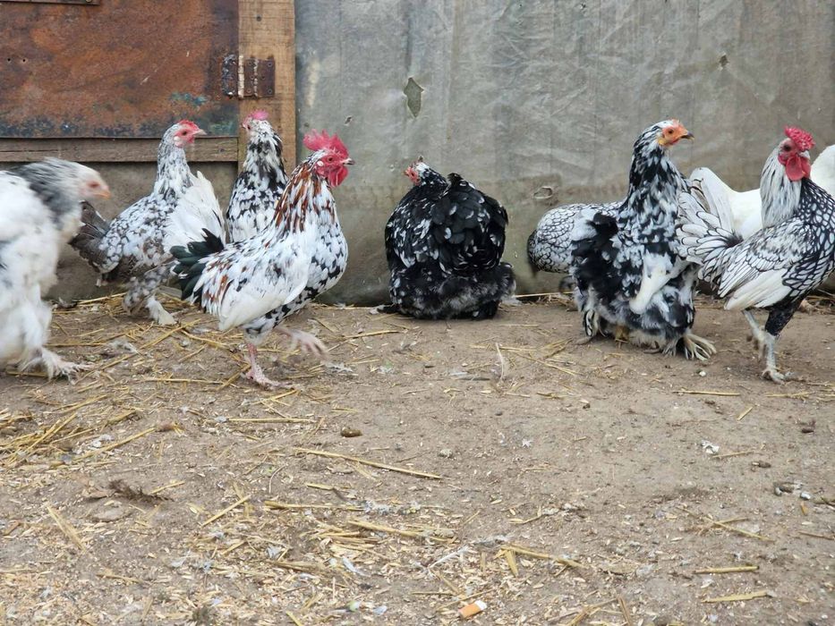 Кури бентамки дорослі