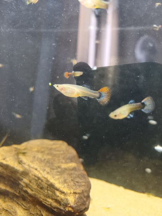 vendo guppys surtidos