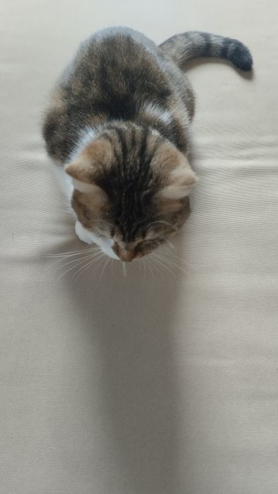 Віддамо кота безкоштовно