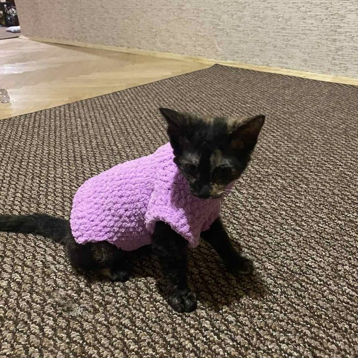 Одежда на собак, котов, сфинксов