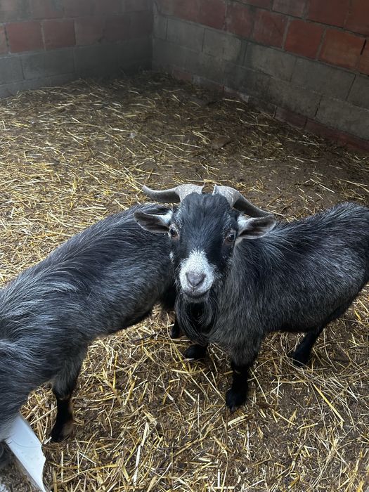 Cabras anas machos e femeas
