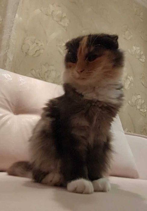Кошенята в добрі руки