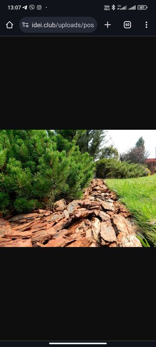 Кора сосни  м.Ковель