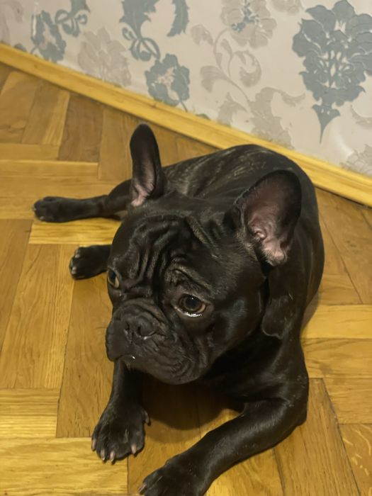 Вязка  француза 1 рік 7 місяців