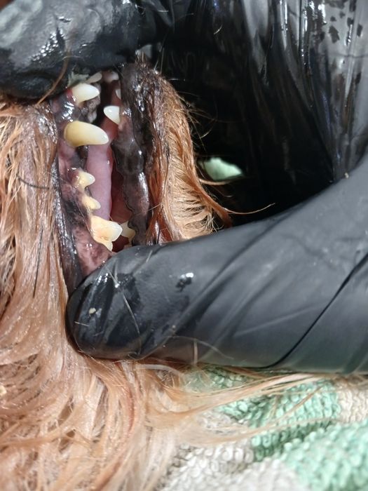 Грумінг собак та котів. Харків