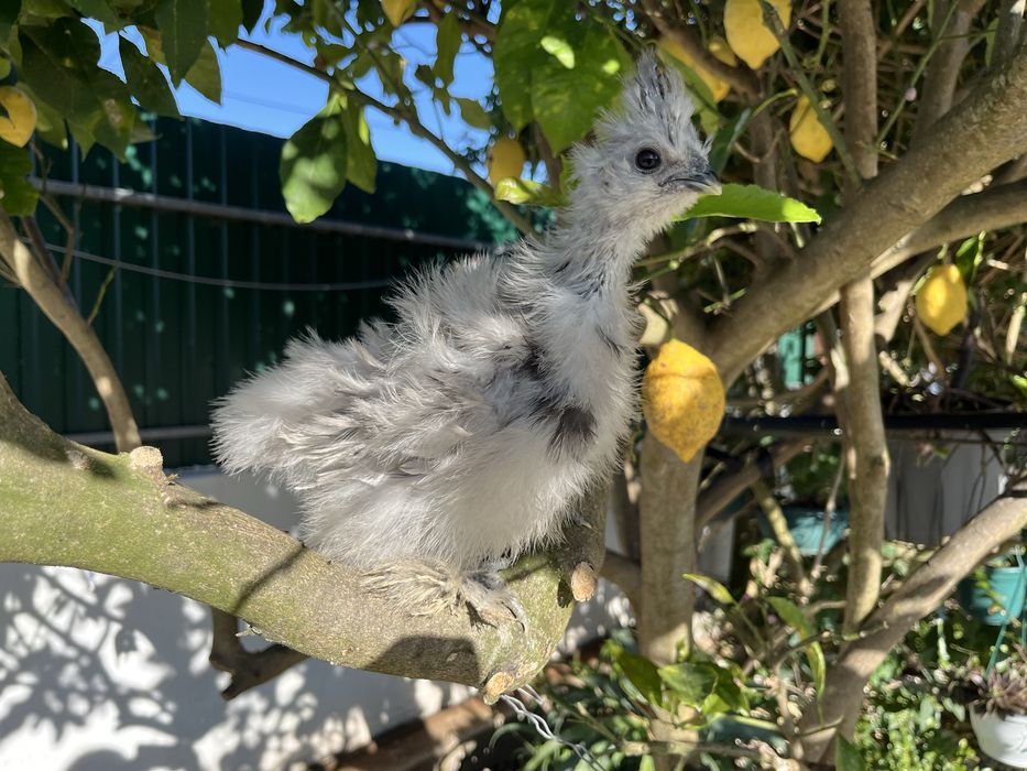 Pintos de Sedosas do Japão
