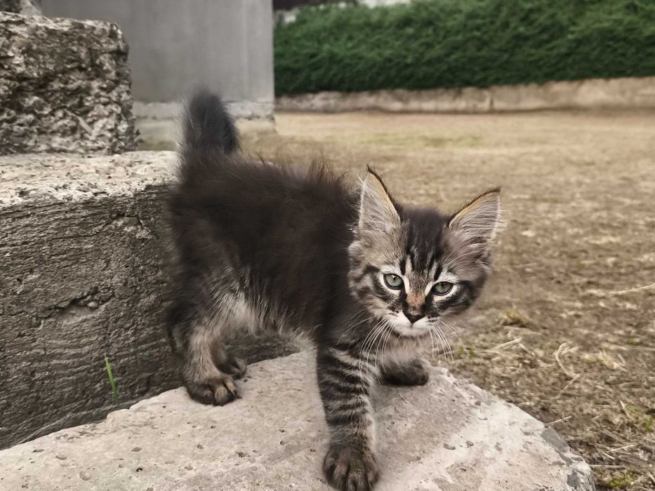 Маленький котик в добрі руки