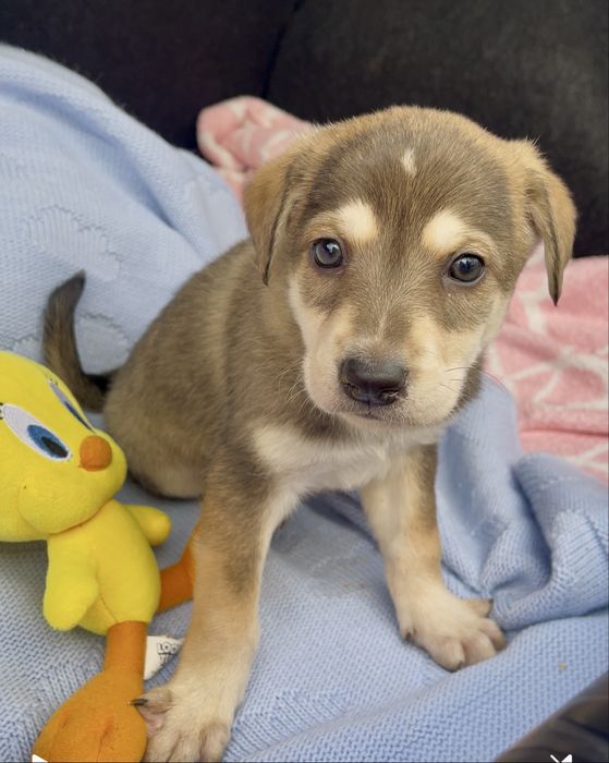 Цуценятка безкоштовно у відповідальні руки