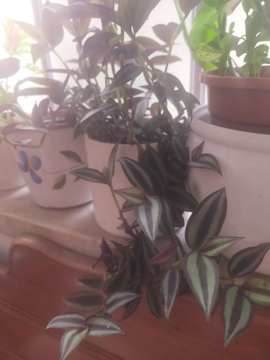 Planta de interiores ou exteriores