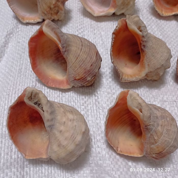 Мушлі Чорноморські натуральні