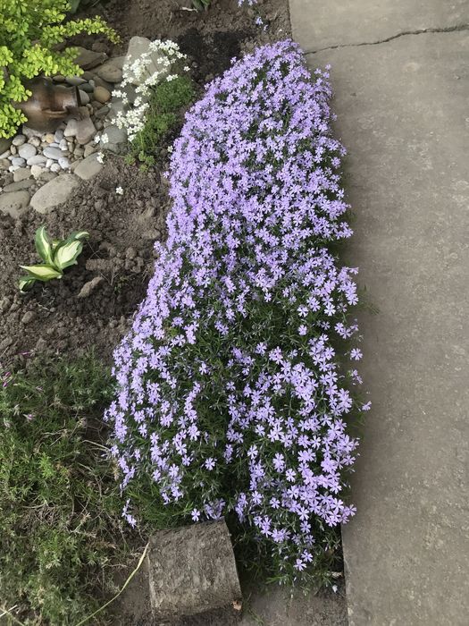 Флокс шиловидний