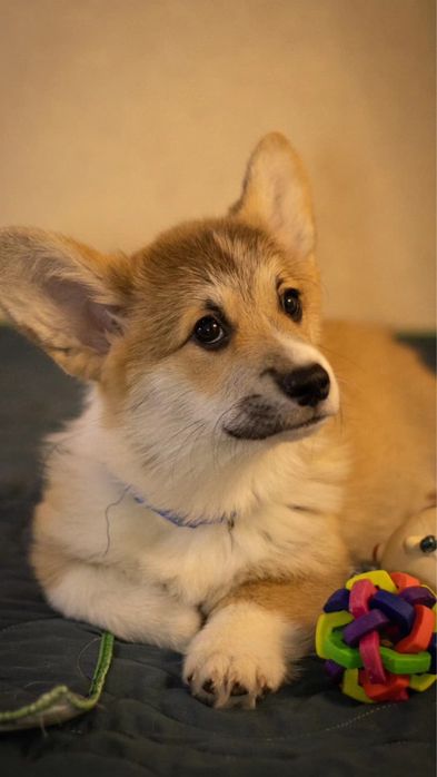 Welsh Corgi Pembroke FCI !!! Wzorowe !!! Świetne geny !!!