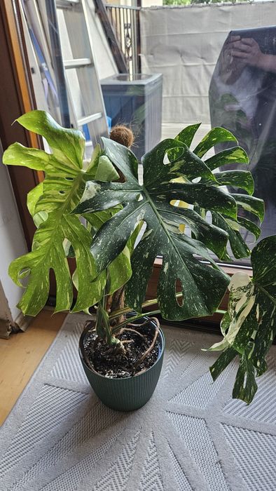 Monstera thai constellation, piękny okaz!