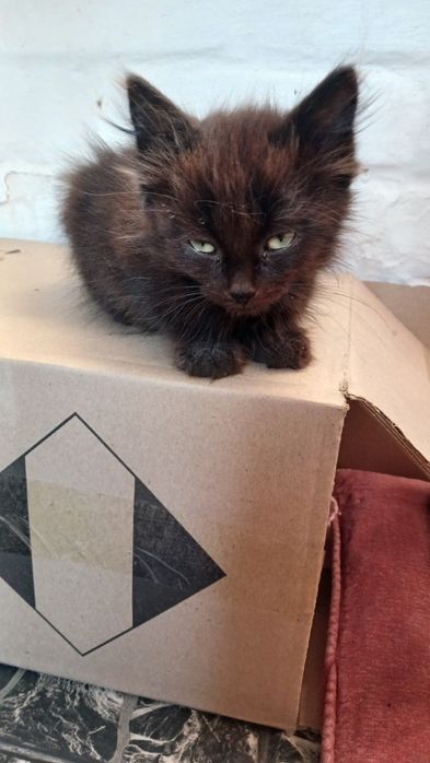 Подарую кошенят в добрі руки віддам безкоштовно