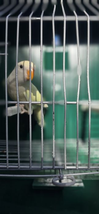 Aves canários e agarponis
