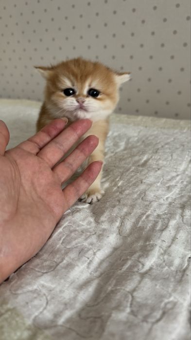 Золота шиншила котики