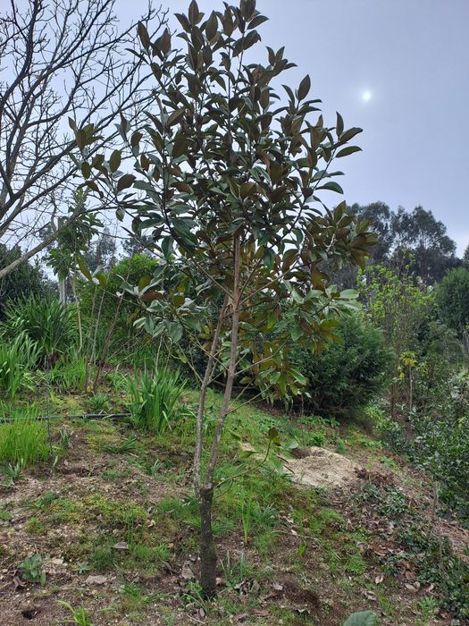 Planta Magnolia de bom porte