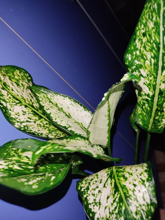 Калатея , монстера альба, строманта, аглонема