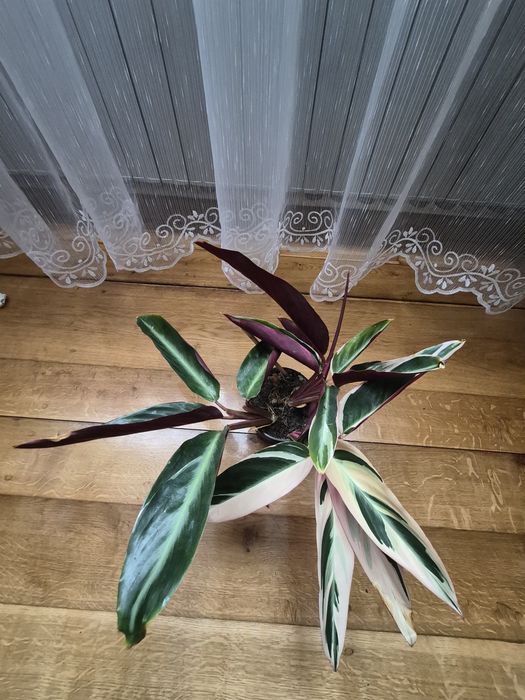Kwiat domowy maranta  Stromanthe Triostar