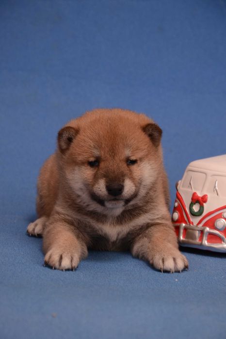 Attention! Japanese miracle. Шиба-ину. Маленький ведмедик. Хлопчик.