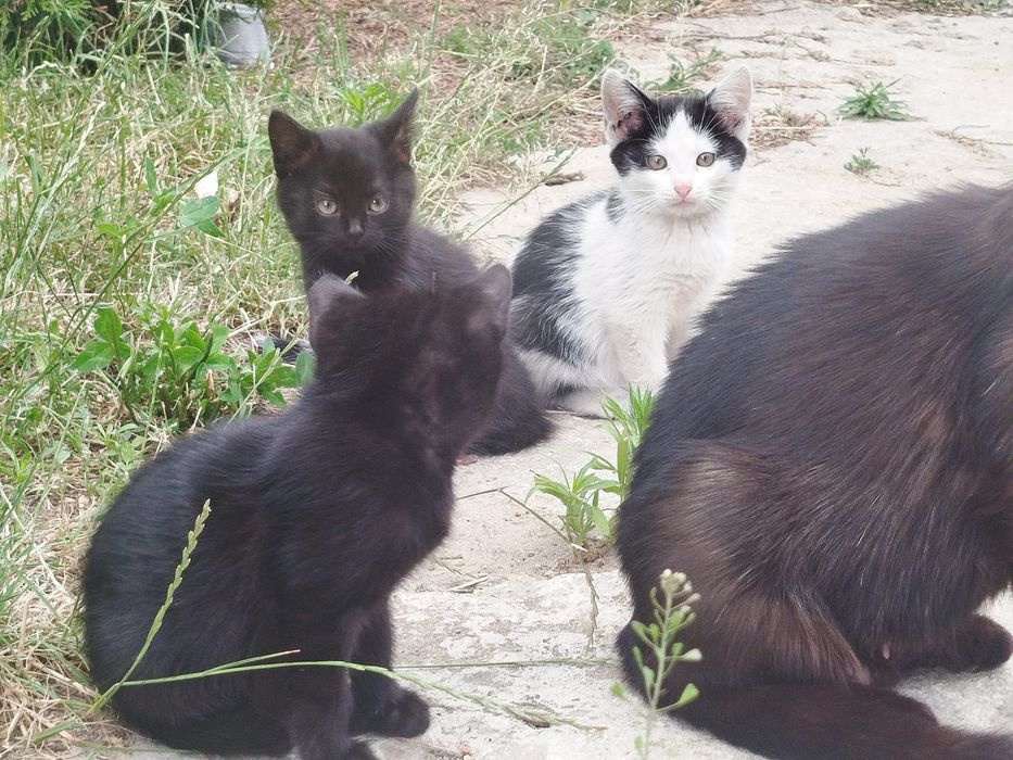 Do adopcji kotki