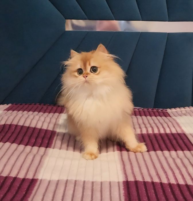 Шотландський хлопчик Золота шиншила