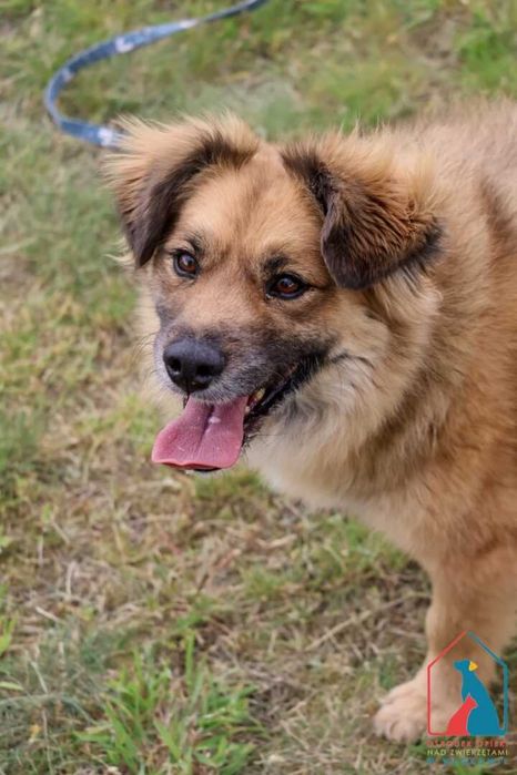 Śliczny Bierek do adopcji - 4 lata, 14 kg, wesoły i uczuciowy