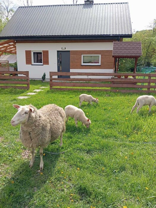 DOM całoroczny wynajem HARBUTOWICE BALIA marzec 10-27 wolne