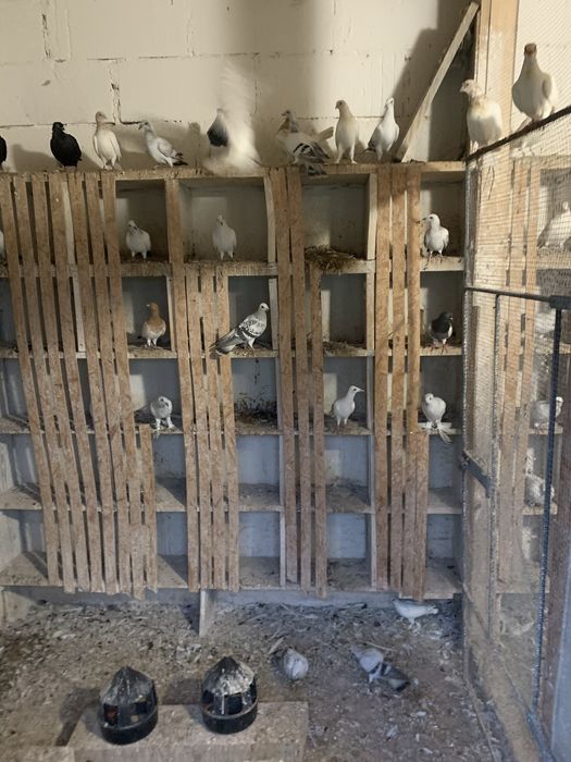 Żałobne , grochowe, jasne