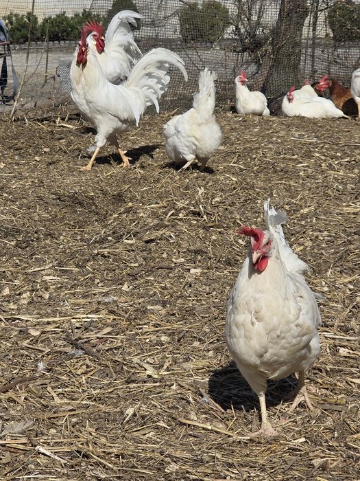 Jaja lęgowe leghorn, nioski, kury