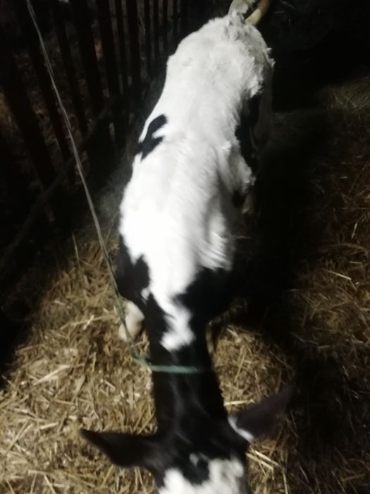 Cielaki od rolnika zdrowe