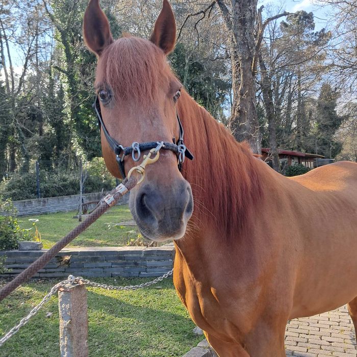 Cavalo Puro Sangue Lusitano