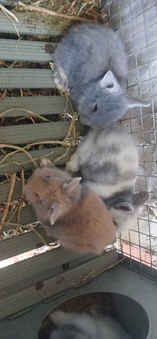 Coelhos anões machos