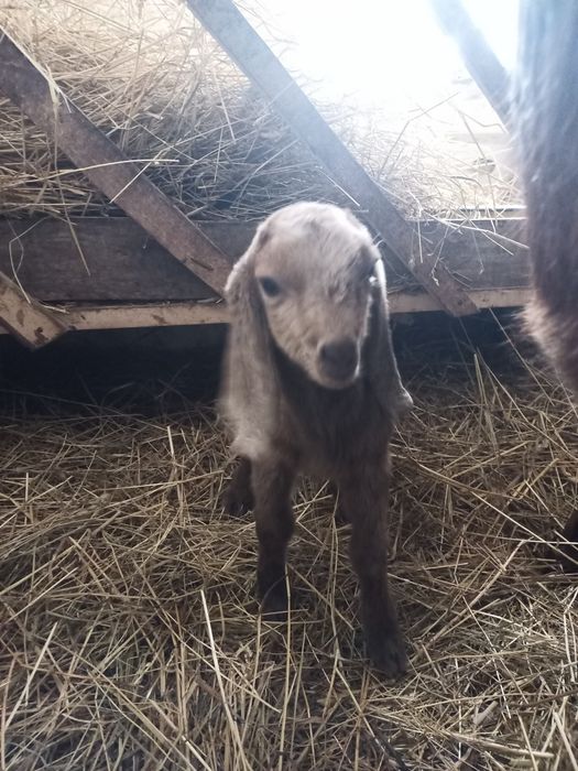 Продам нубо- камори 40 %