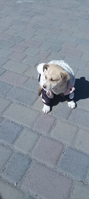 Дівчинка малесенької породи