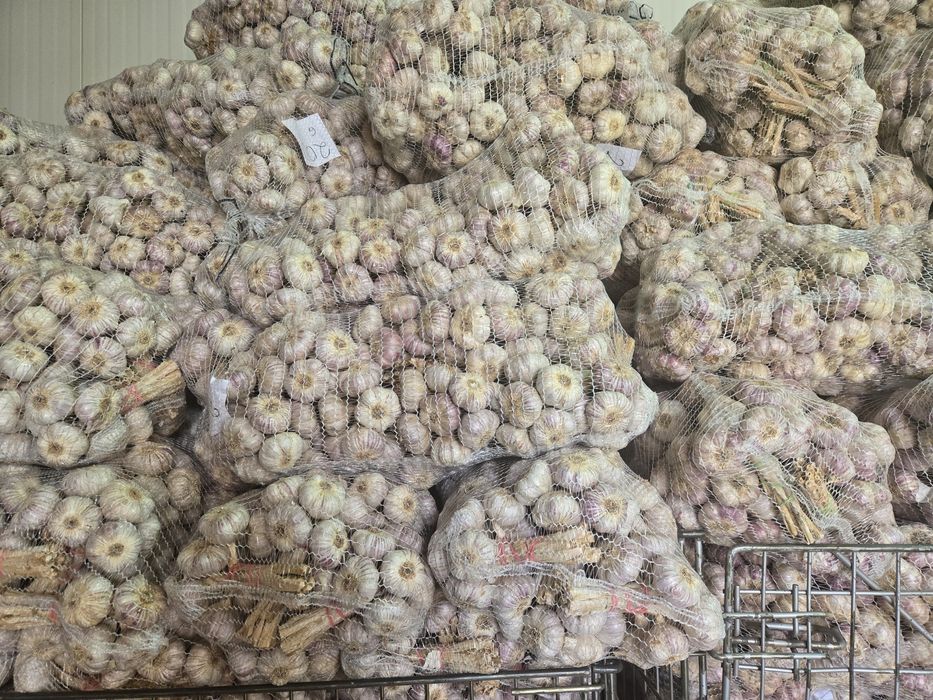 Czosnek polski do sadzenia HARNAŚ 5,5-6cm 100sztuk 

Cz