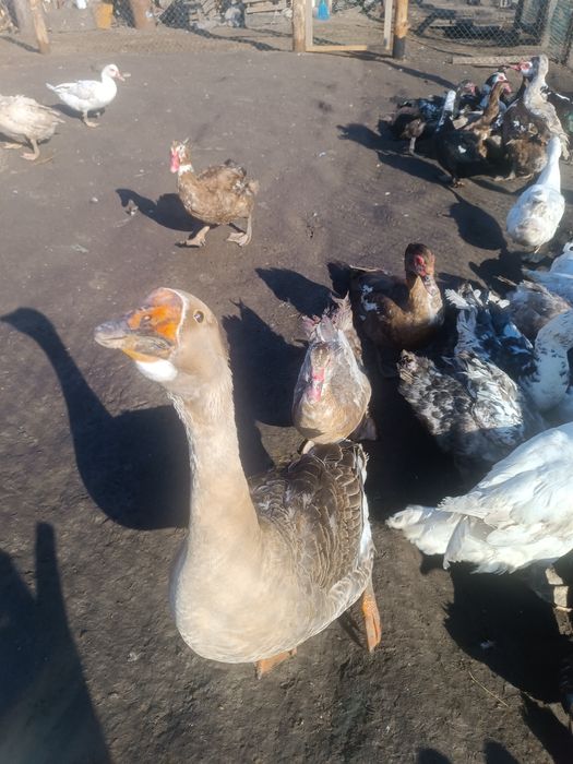 Гуси гуска гусак